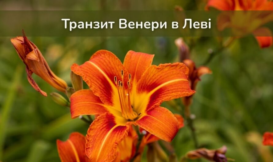 Транзит Венери в Леві